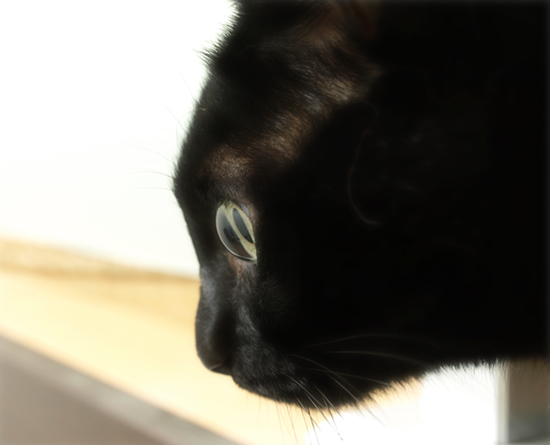 猫の巣_a0389088_17312665.jpg