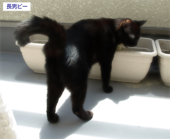 猫草風呂_a0389088_17312845.jpg
