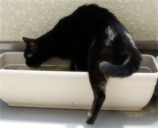 猫草風呂_a0389088_17312859.jpg