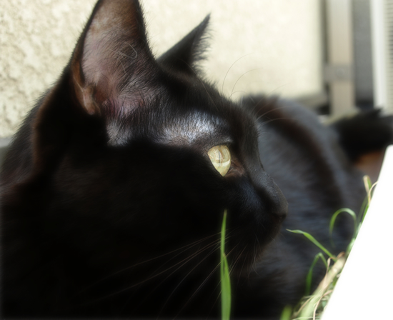 猫草風呂_a0389088_17312873.jpg