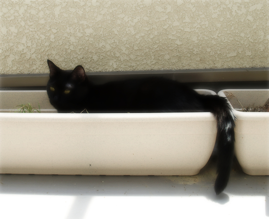 猫草風呂_a0389088_17312885.jpg