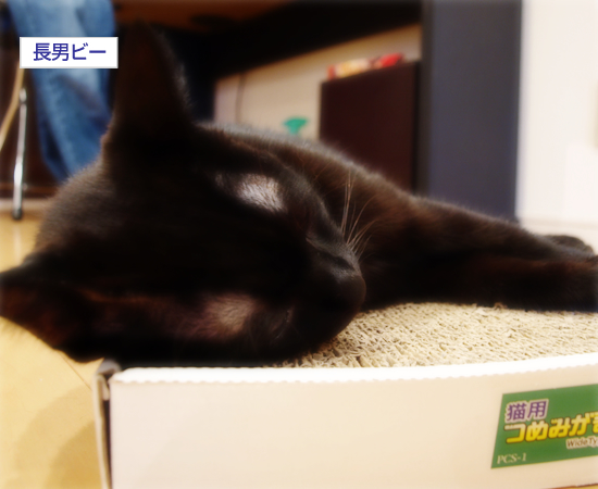 正しい使い方_a0389088_17312936.jpg