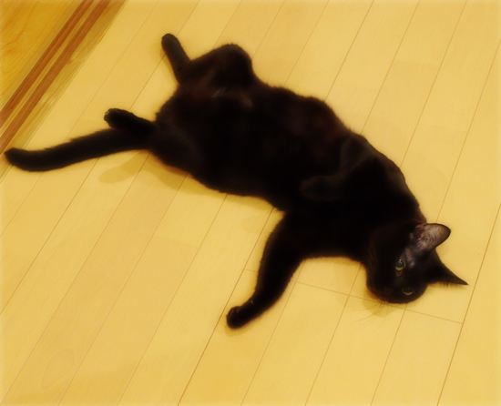 昼夜の腹チャック先生_a0389088_17313151.jpg