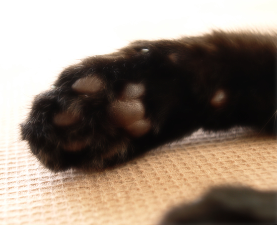 病気との闘い方_a0389088_17313291.jpg