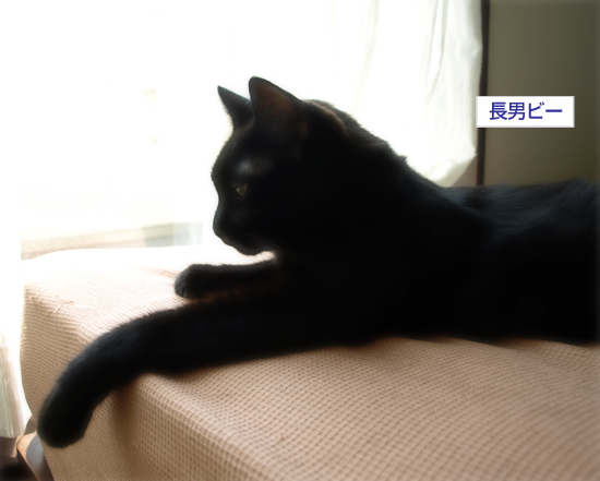 ペロリの遺伝?_a0389088_17313447.jpg