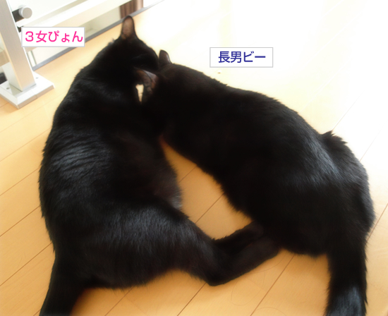 フラれ、フラれて…_a0389088_17313501.jpg