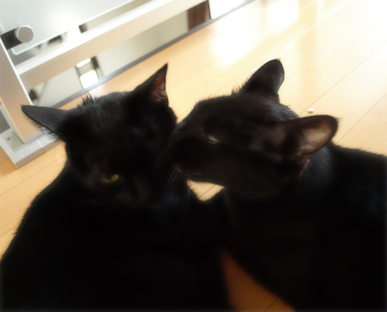 フラれ、フラれて…_a0389088_17313514.jpg