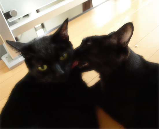 フラれ、フラれて…_a0389088_17313578.jpg