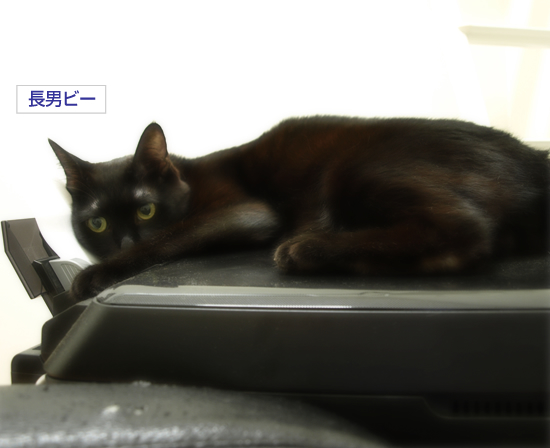印刷される猫_a0389088_17313674.jpg