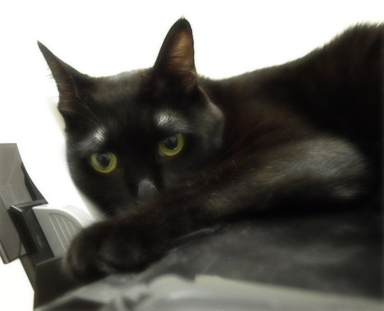 印刷される猫_a0389088_17313793.jpg
