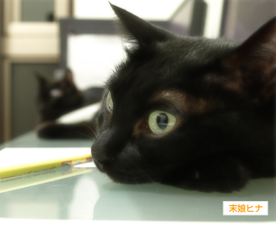 印刷される猫_a0389088_17313796.jpg
