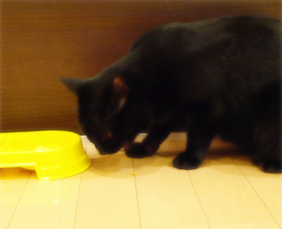 肉球で食す猫_a0389088_17314653.jpg