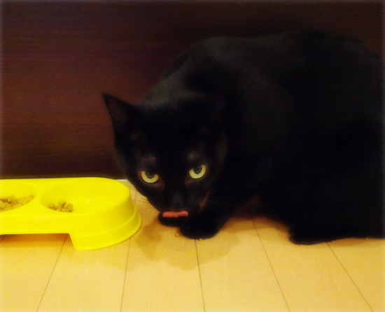 肉球で食す猫_a0389088_17314656.jpg
