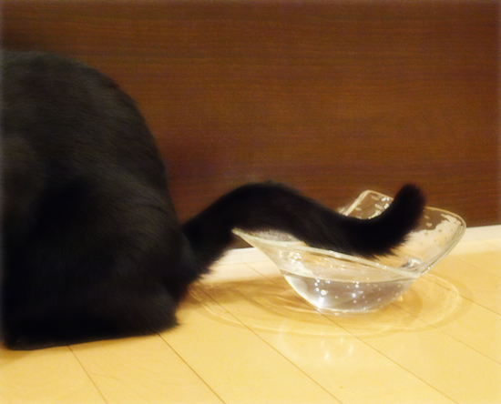 肉球で食す猫_a0389088_17314730.jpg