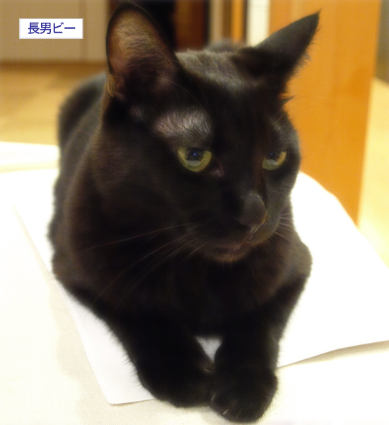 ヤキモチ?_a0389088_17314739.jpg