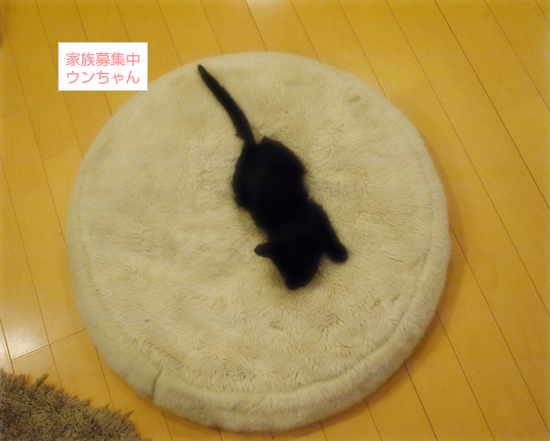 子猫のちっこさ_a0389088_17315063.jpg