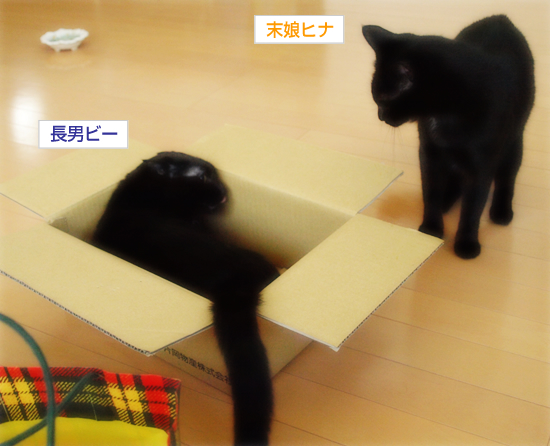 先住猫との相性は?_a0389088_17315218.jpg