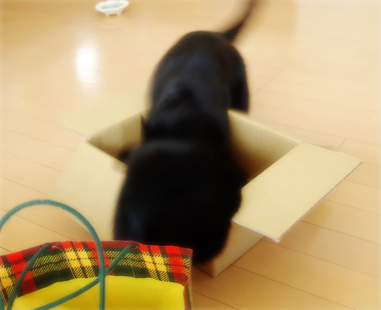 先住猫との相性は?_a0389088_17315231.jpg