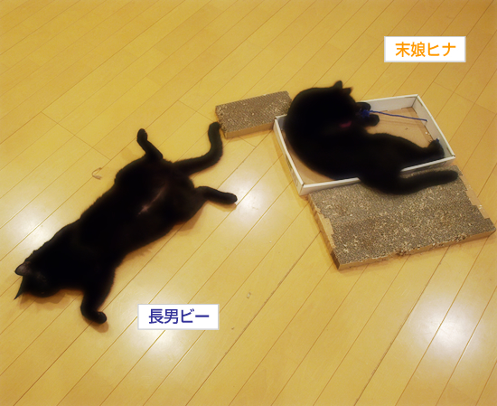 子猫と爪とぎ_a0389088_17315261.jpg