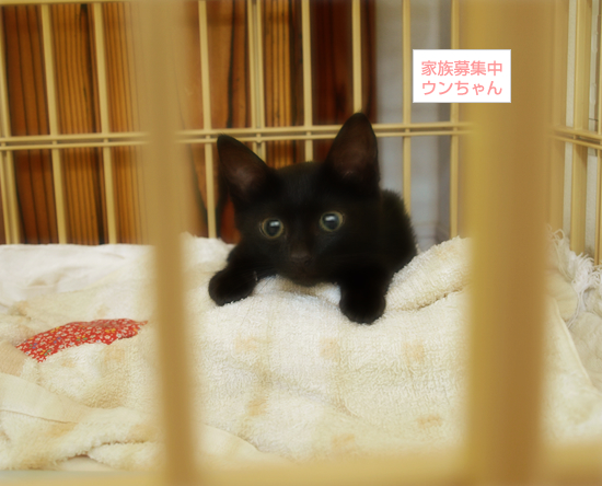 子猫と爪とぎ_a0389088_17315324.jpg