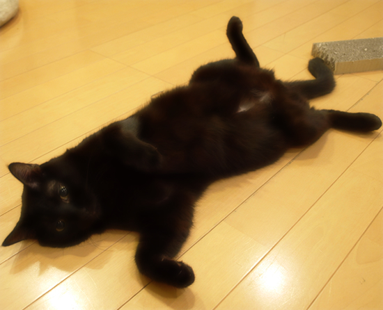 子猫と爪とぎ_a0389088_17315337.jpg