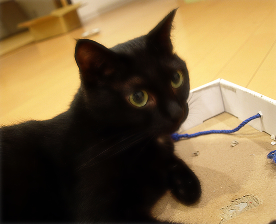 子猫と爪とぎ_a0389088_17315362.jpg