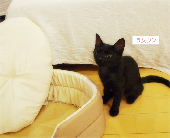 ヒナと子猫_a0389088_17320611.jpg