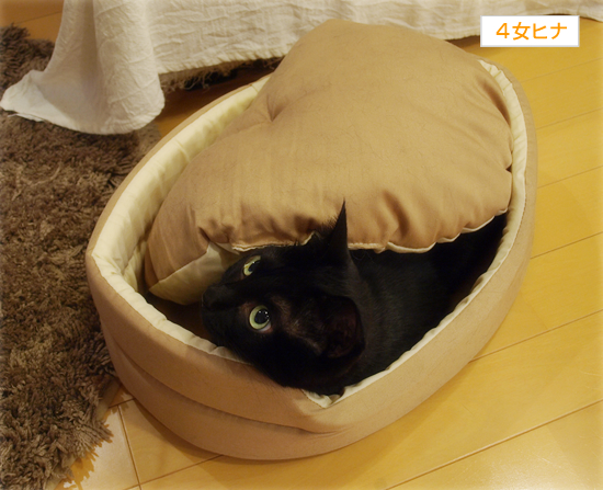 ヒナと子猫_a0389088_17320613.jpg
