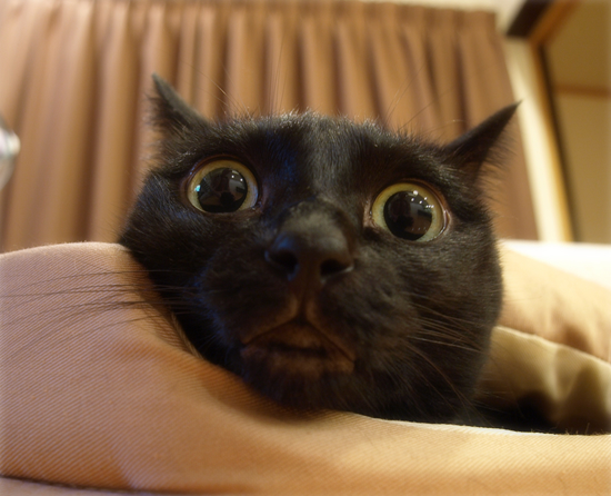 ヒナと子猫_a0389088_17320625.jpg