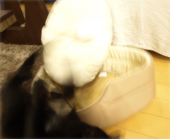 ヒナと子猫_a0389088_17320669.jpg