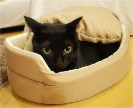 ヒナと子猫_a0389088_17320685.jpg