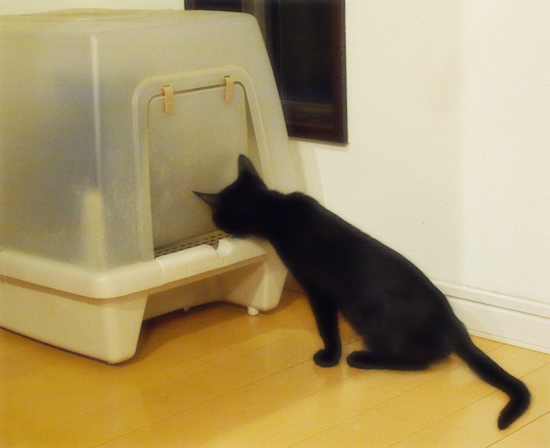 子猫は学ぶ!_a0389088_17321082.jpg