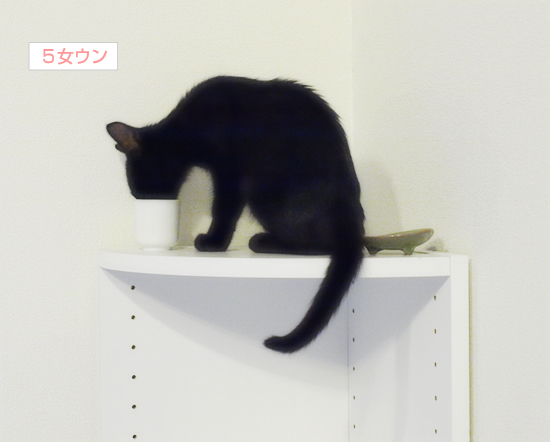 子猫は学ぶ!_a0389088_17321100.jpg