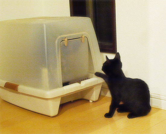 子猫は学ぶ!_a0389088_17321178.jpg