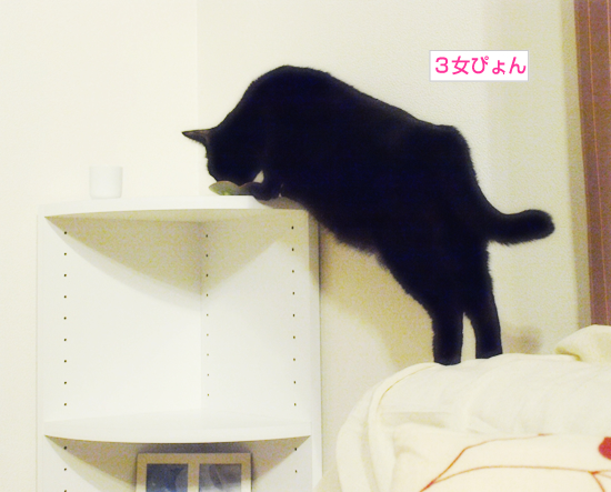 子猫は学ぶ!_a0389088_17321198.jpg