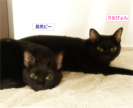 はじめての猫だんご?_a0389088_17321203.jpg