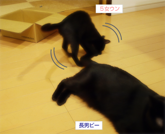 vs子猫…近づく距離_a0389088_17321256.jpg