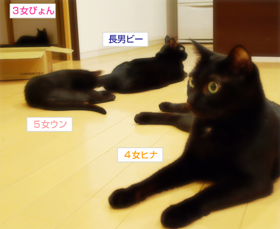 vs子猫…近づく距離_a0389088_17321289.jpg