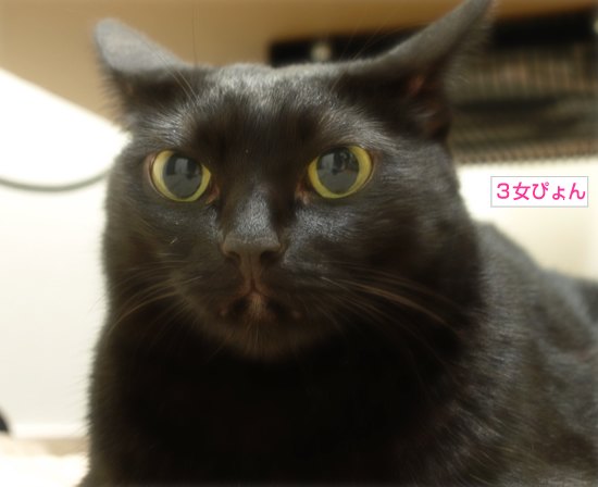 はじめての猫だんご?_a0389088_17321338.jpg