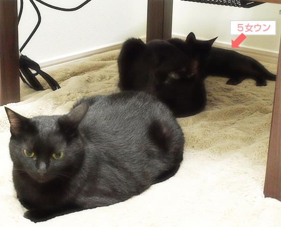 はじめての猫だんご?_a0389088_17321357.jpg