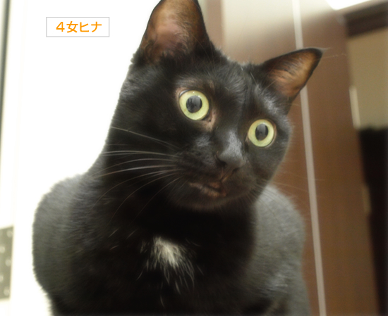 はじめての猫だんご?_a0389088_17321375.jpg