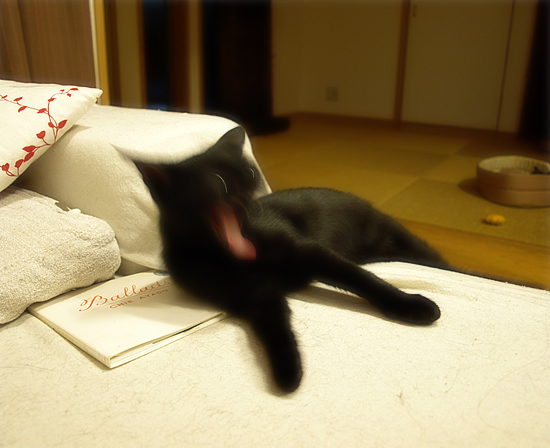 なつかしのベロペロリ猫_a0389088_17321599.jpg
