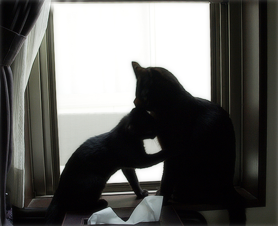 子猫…愛の劇場_a0389088_17321652.jpg