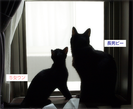 子猫…愛の劇場_a0389088_17321688.jpg