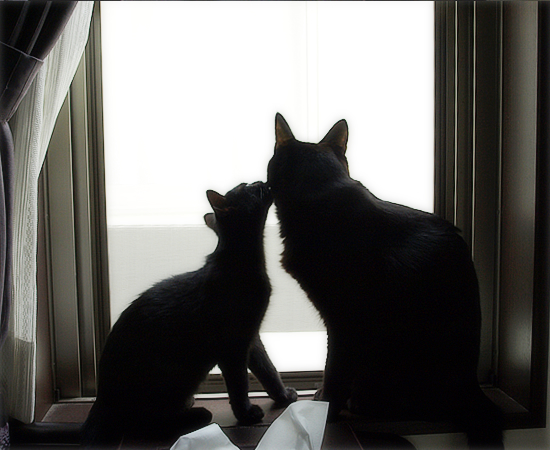 子猫…愛の劇場_a0389088_17321689.jpg
