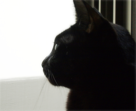 子猫…愛の劇場_a0389088_17321763.jpg