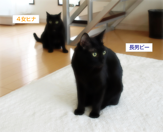 赤子と子猫_a0389088_17321948.jpg