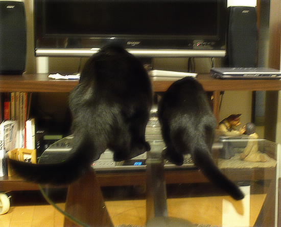 子猫と大猫_a0389088_17322446.jpg