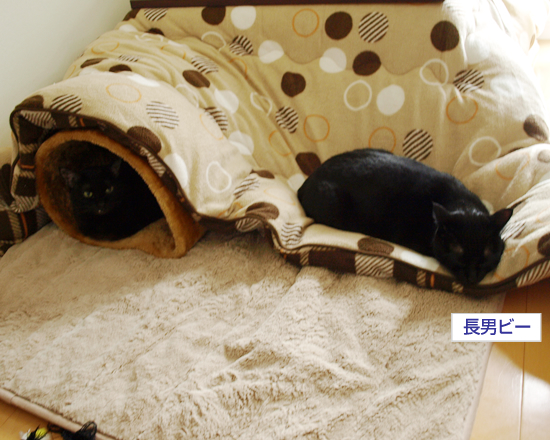 今年も立ち往生_a0389088_17322453.jpg