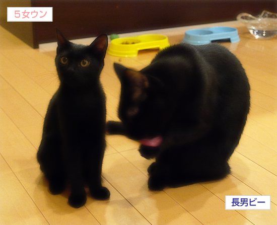 子猫と大猫_a0389088_17322455.jpg